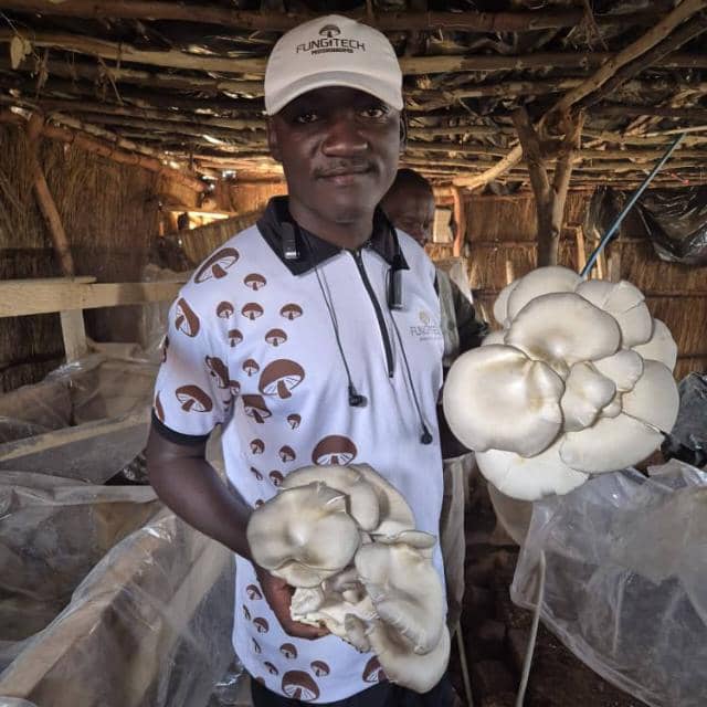 Mushroom Farm 2