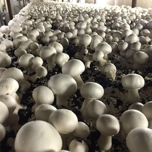 Mushroom Farm