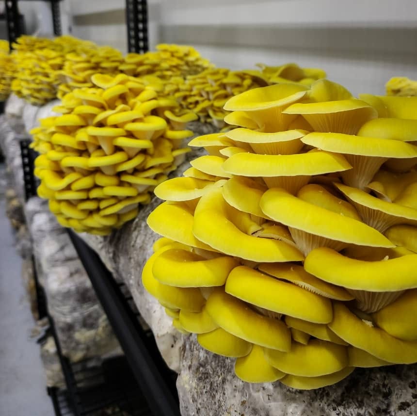 Button Mushrooms