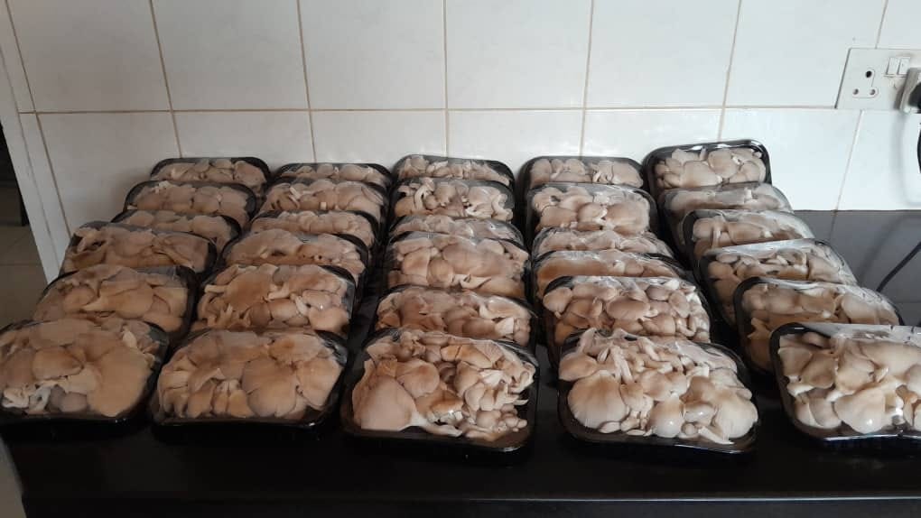 Mushroom Farm 4