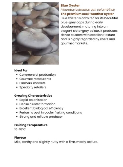 Blue Oyster Mushrooms