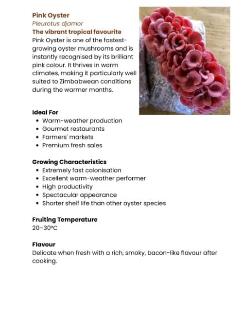 Pink Oyster Mushrooms