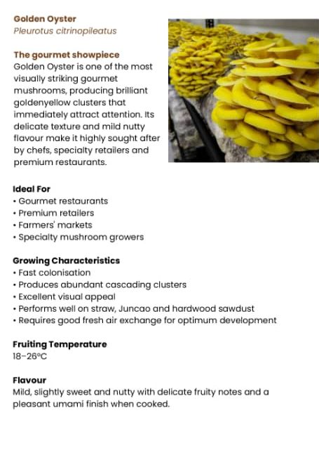 Golden Oyster Mushroom