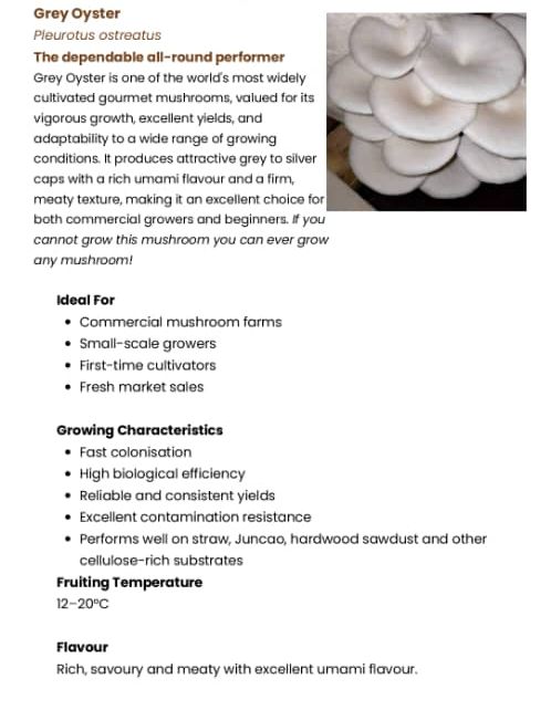 Grey Oyster Mushroom