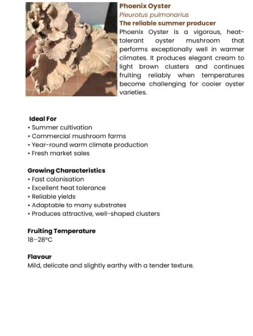 Phoenix Oyster Mushroom