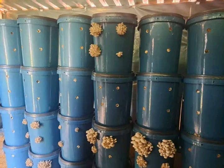 Ready to Fruit Bucket